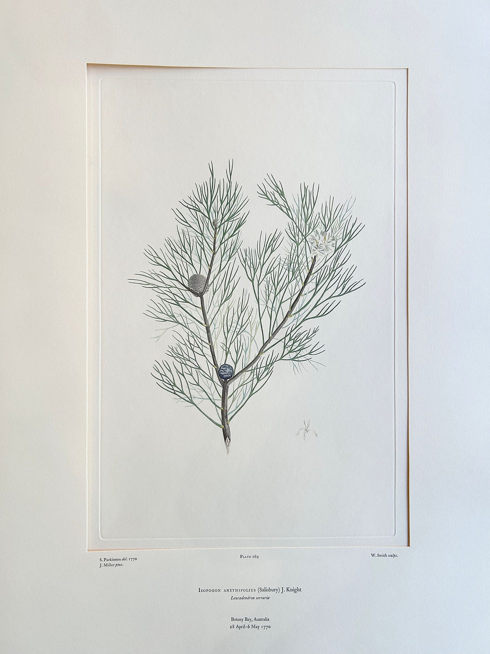 Thumbnail: Banks’ Florilegium Plate 269 ISOPOGON ANETHIFOLIUS (PROTEACEAE)
