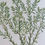 Thumbnail: Banks' Florilegium Plate 196 LEUCOPOGON LEPTOSPERMOIDES (EPACRIDACEAE)