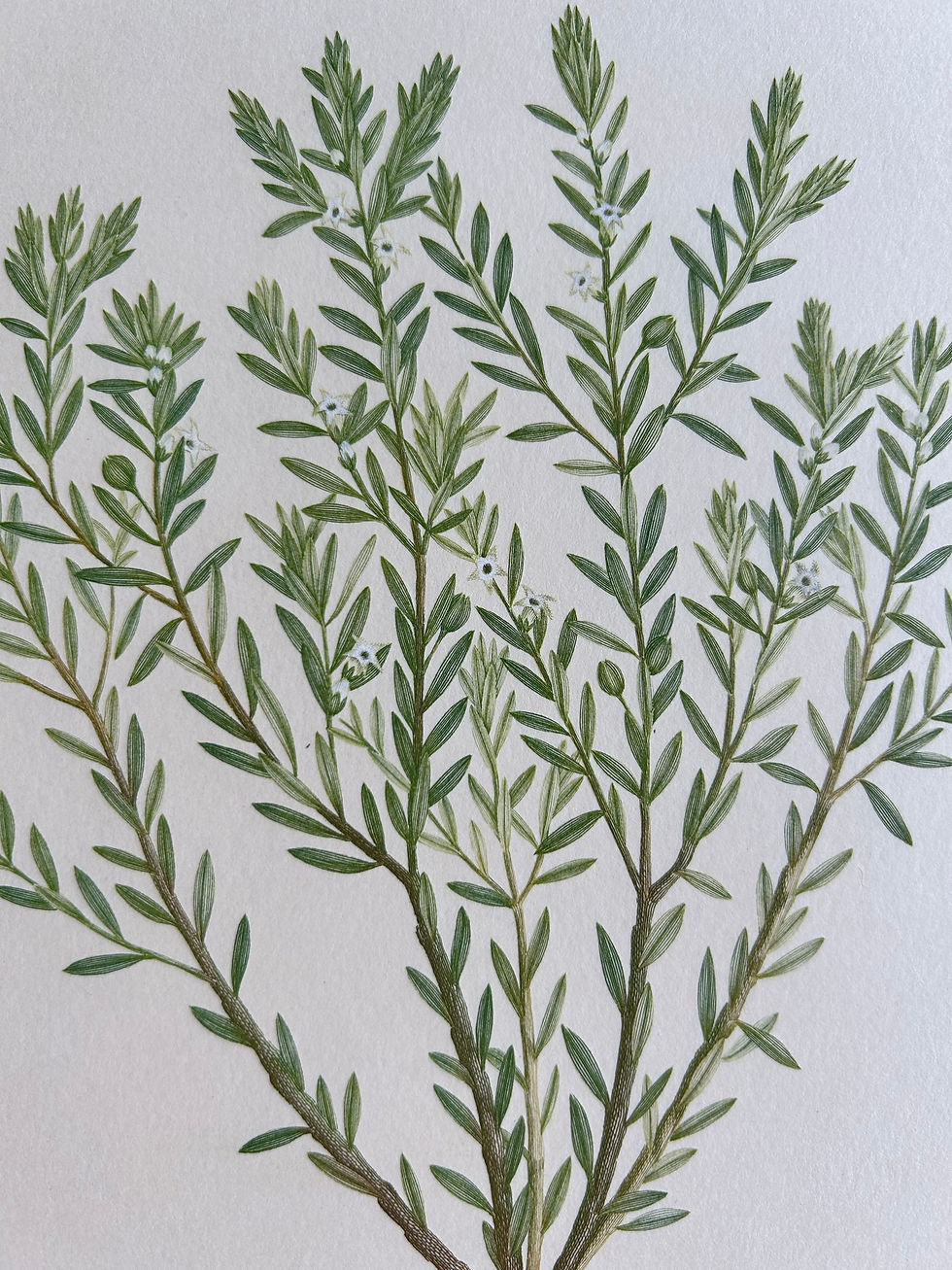 Thumbnail: Banks' Florilegium Plate 196 LEUCOPOGON LEPTOSPERMOIDES (EPACRIDACEAE)