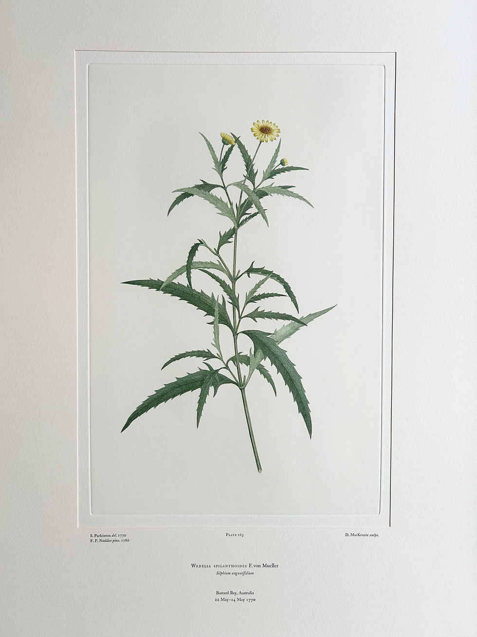 Thumbnail: Banks’ Florilegium Plate 163 WEDELIA SPILANTHOIDES (COMPOSITAE)