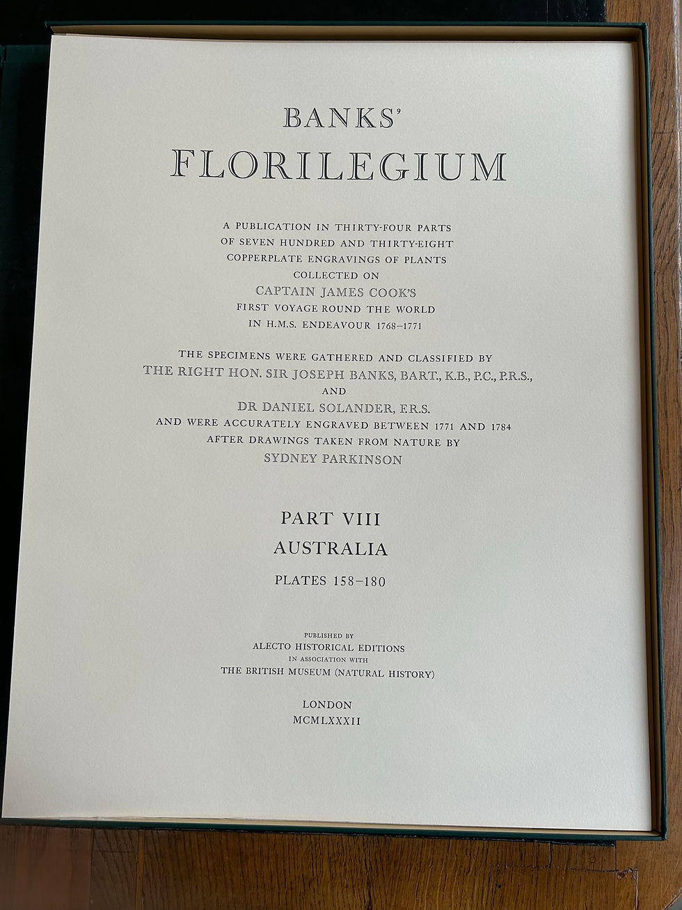 Thumbnail: Banks’ Florilegium Plate 158 VITTADINIA MACRORHIZA (COMPOSITAE)