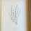 Thumbnail: Banks' Florilegium Plate 156 BORRERIA (RUBIACEAE)