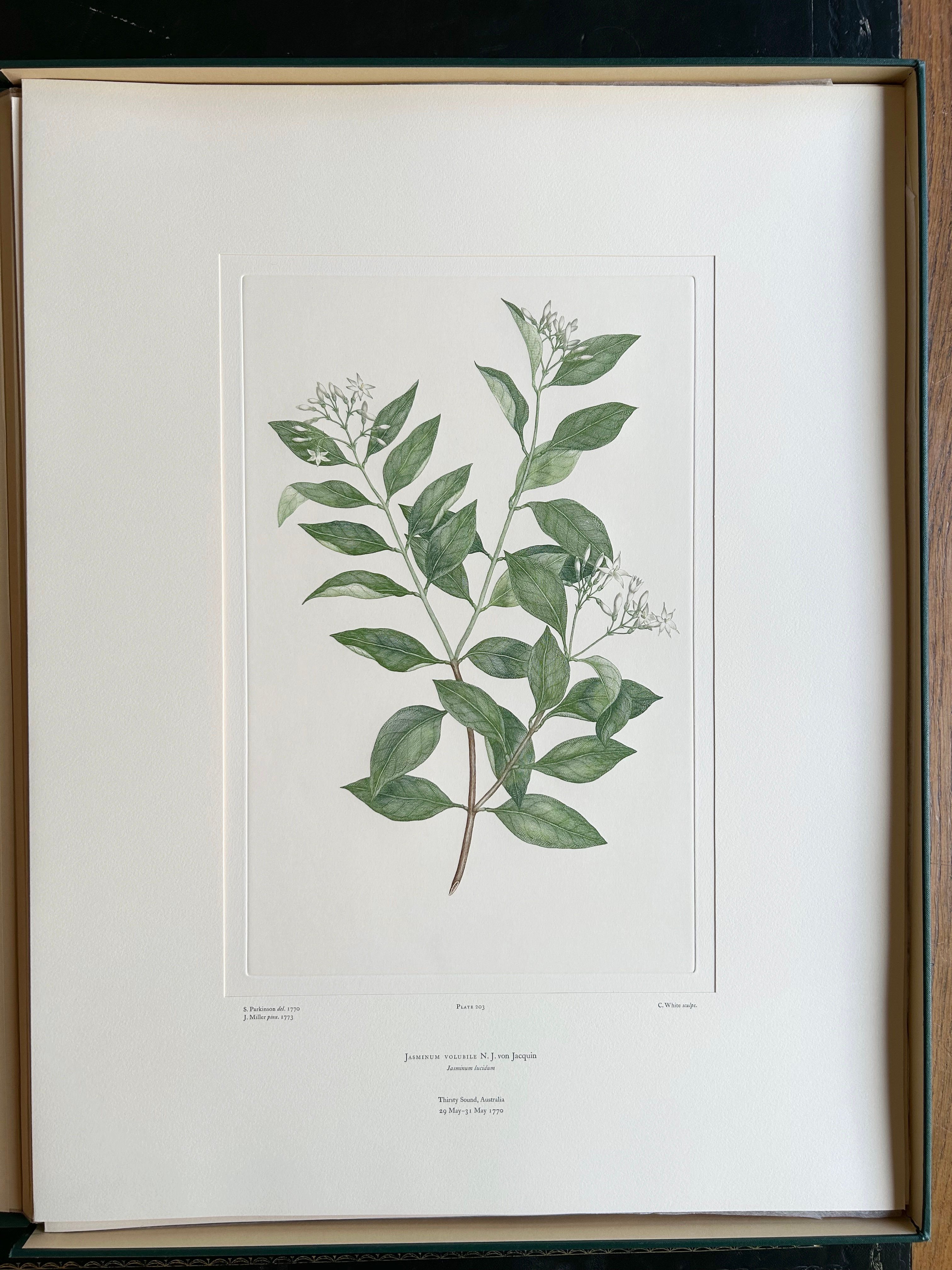 Banks’ Florilegium Plate 203 JASMINUM VOLUBILE (OLEACEAE)