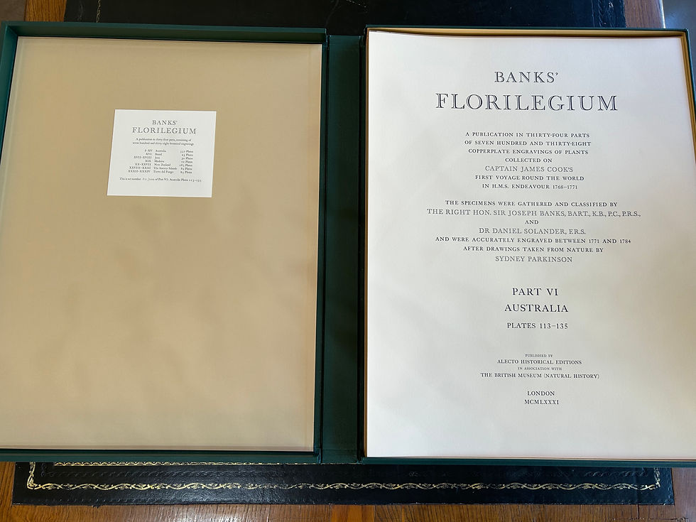 Thumbnail: Banks' Florilegium Plate 118 MELALEUCA VIRIDIFLORA (MYRTACEAE)