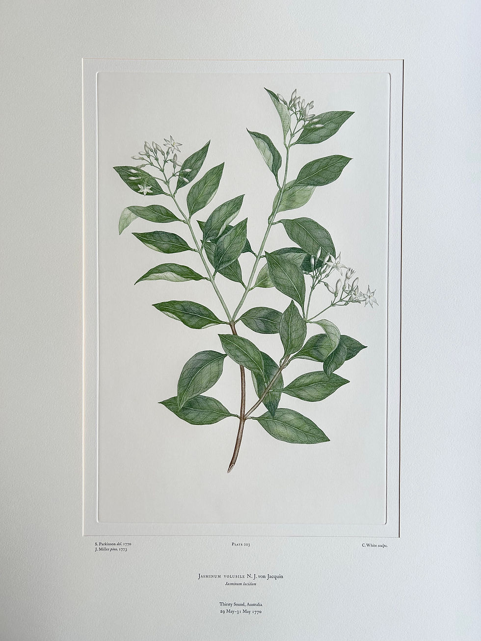 Thumbnail: Banks’ Florilegium Plate 203 JASMINUM VOLUBILE (OLEACEAE)