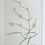 Thumbnail: Banks' Florilegium Plate 209 SARCOSTEMMA AUSTRALE (ASCLEPIADACEAE)