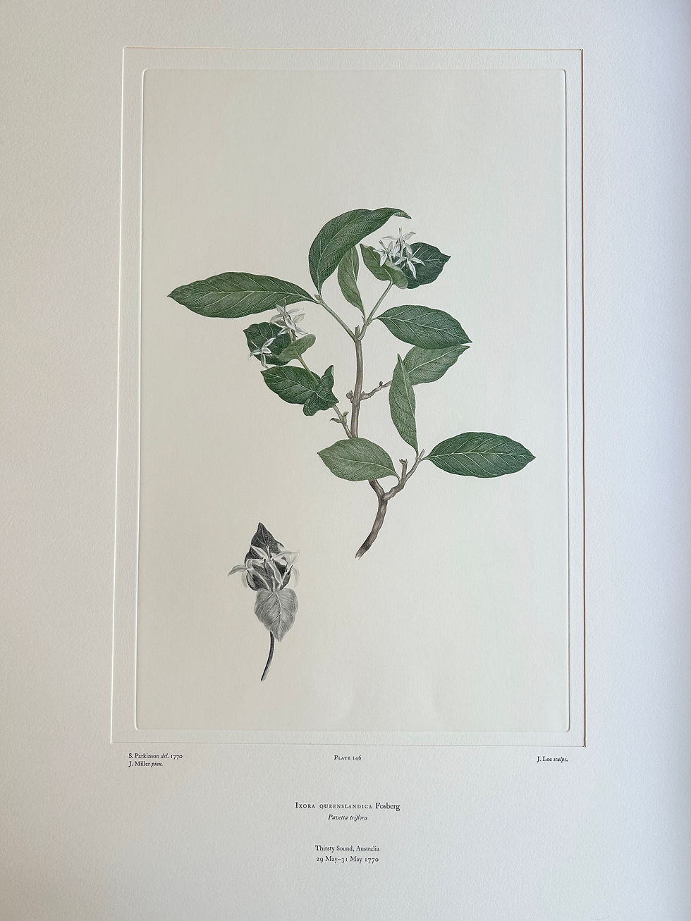 Thumbnail: Banks' Florilegium Plate 146 IXORA QUEENSLANDICA (RUBIACEAE)