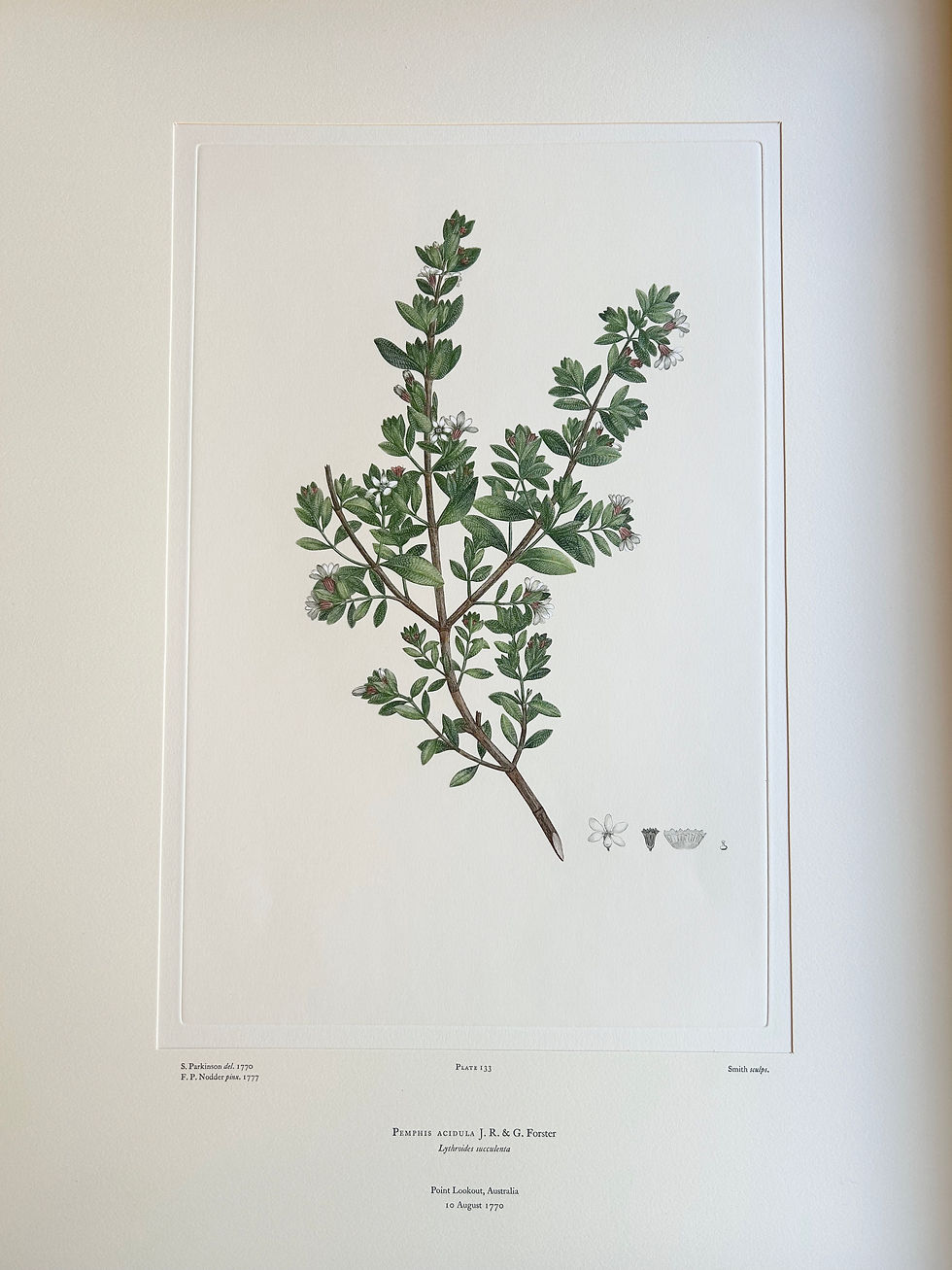 Thumbnail: Banks' Florilegium Plate 133 PEMPHIS ACIDULA (LYTHRACEAE)