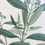 Thumbnail: Banks' Florilegium Plate 126 EUGENIA BANKSII (MYRTACEAE)