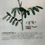 Thumbnail: Indigofera (Indigo) Tab 53