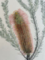 Banks' Florilegium c1980