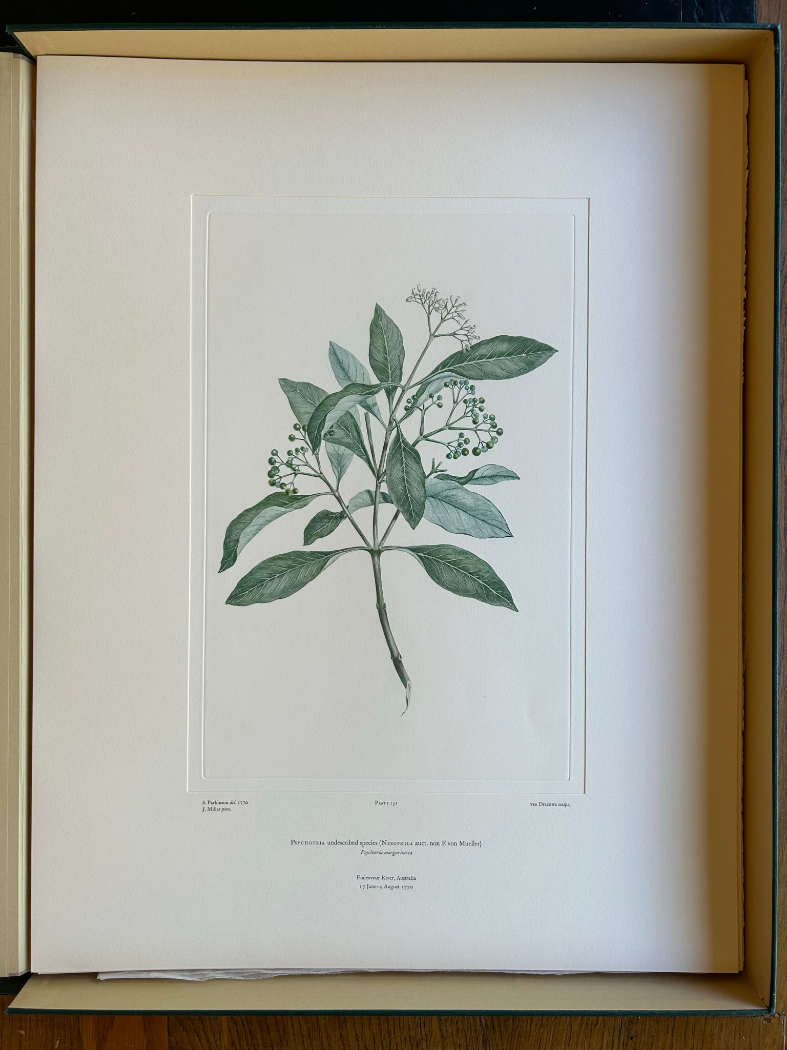 Banks' Florilegium Plate 151 PSYCHOTRIA (RUBIACEAE)