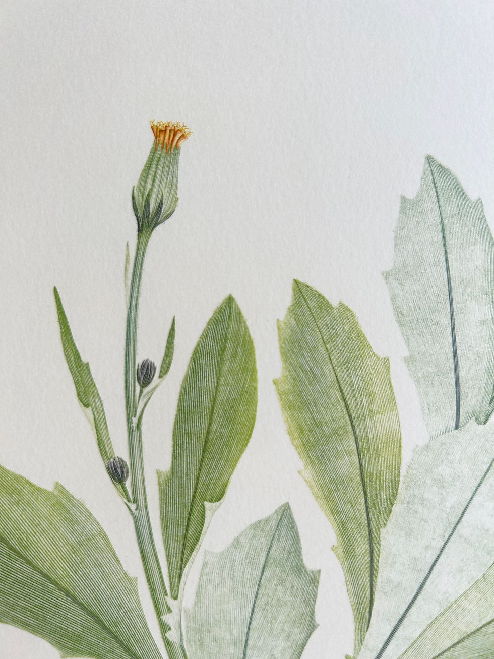 Thumbnail: Banks’ Florilegium Plate 170 GYNURA PSEUDOCHINA (COMPOSITAE)