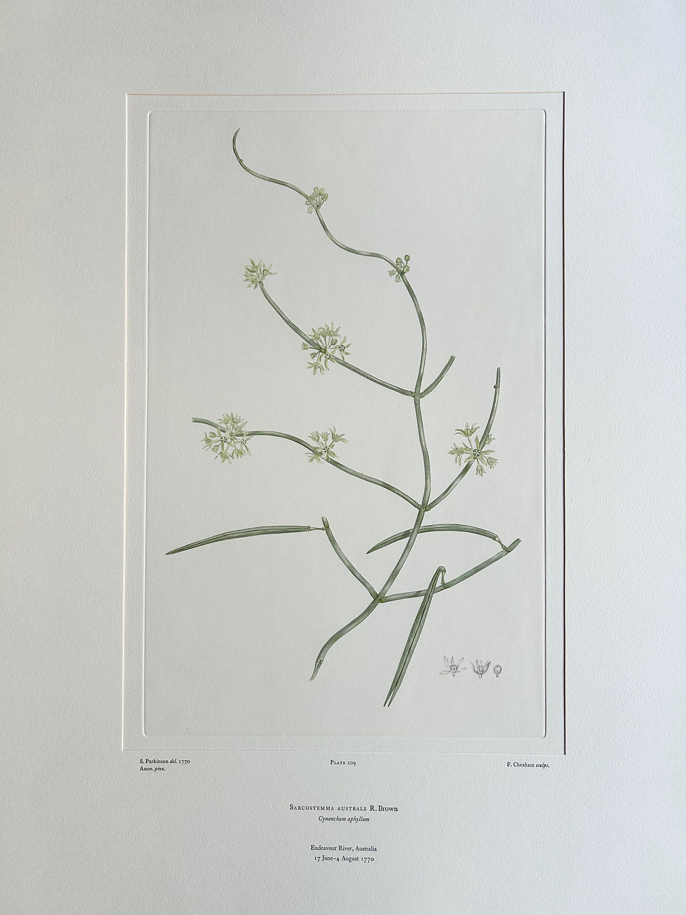 Thumbnail: Banks' Florilegium Plate 209 SARCOSTEMMA AUSTRALE (ASCLEPIADACEAE)