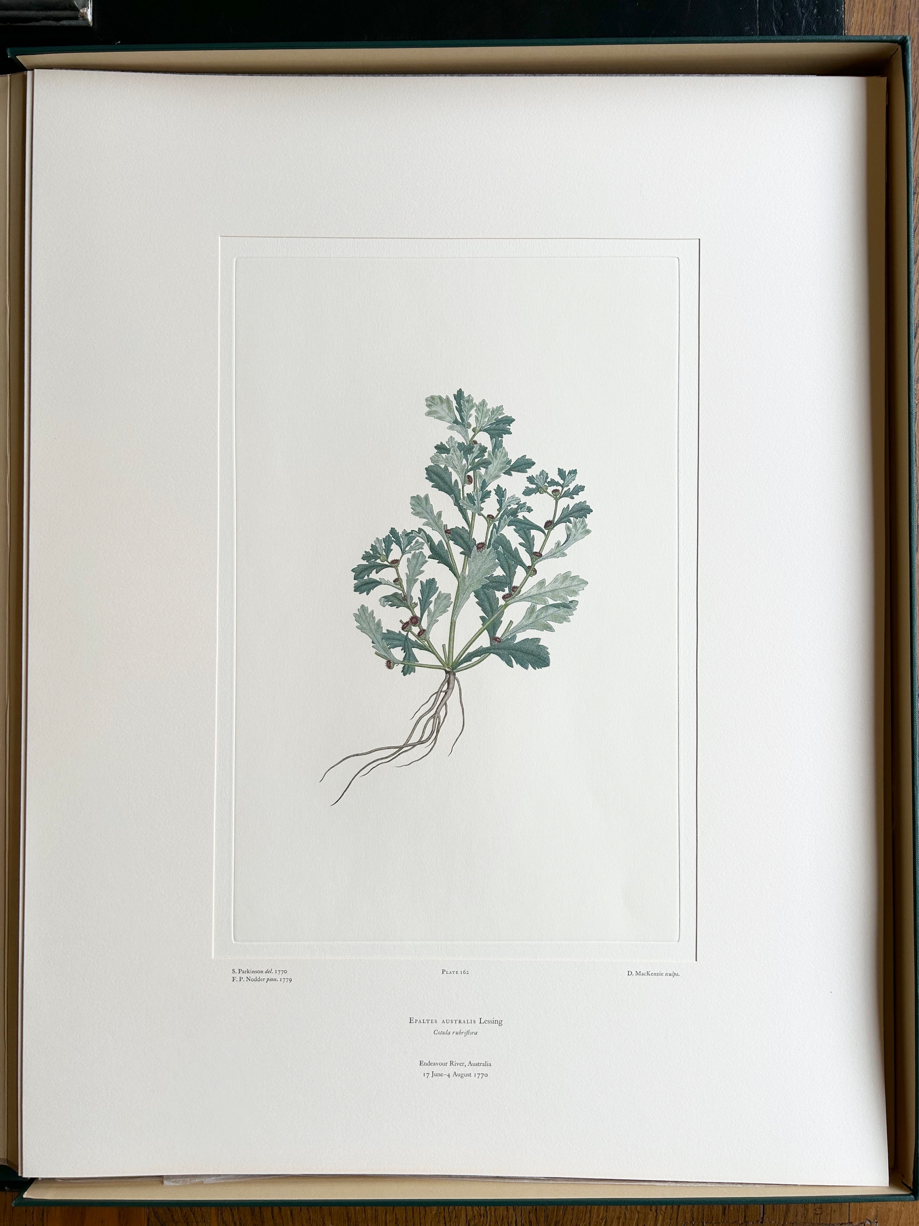 Banks’ Florilegium Plate 162 EPALTES AUSTRALIS (COMPOSITAE)