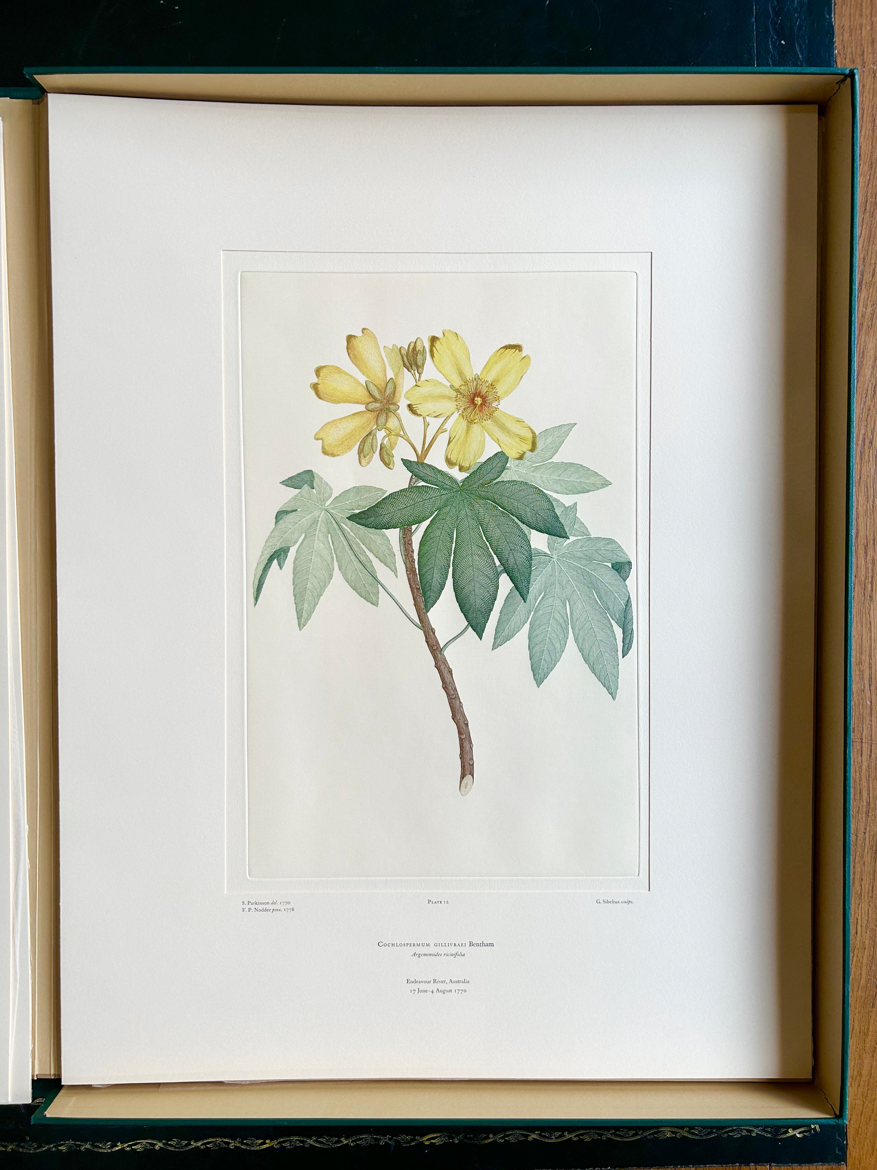 Banks’ Florilegium Plate 12 COCHLOSPERMUM GILLIVRAEI (COCHLOSPERMACEAE)