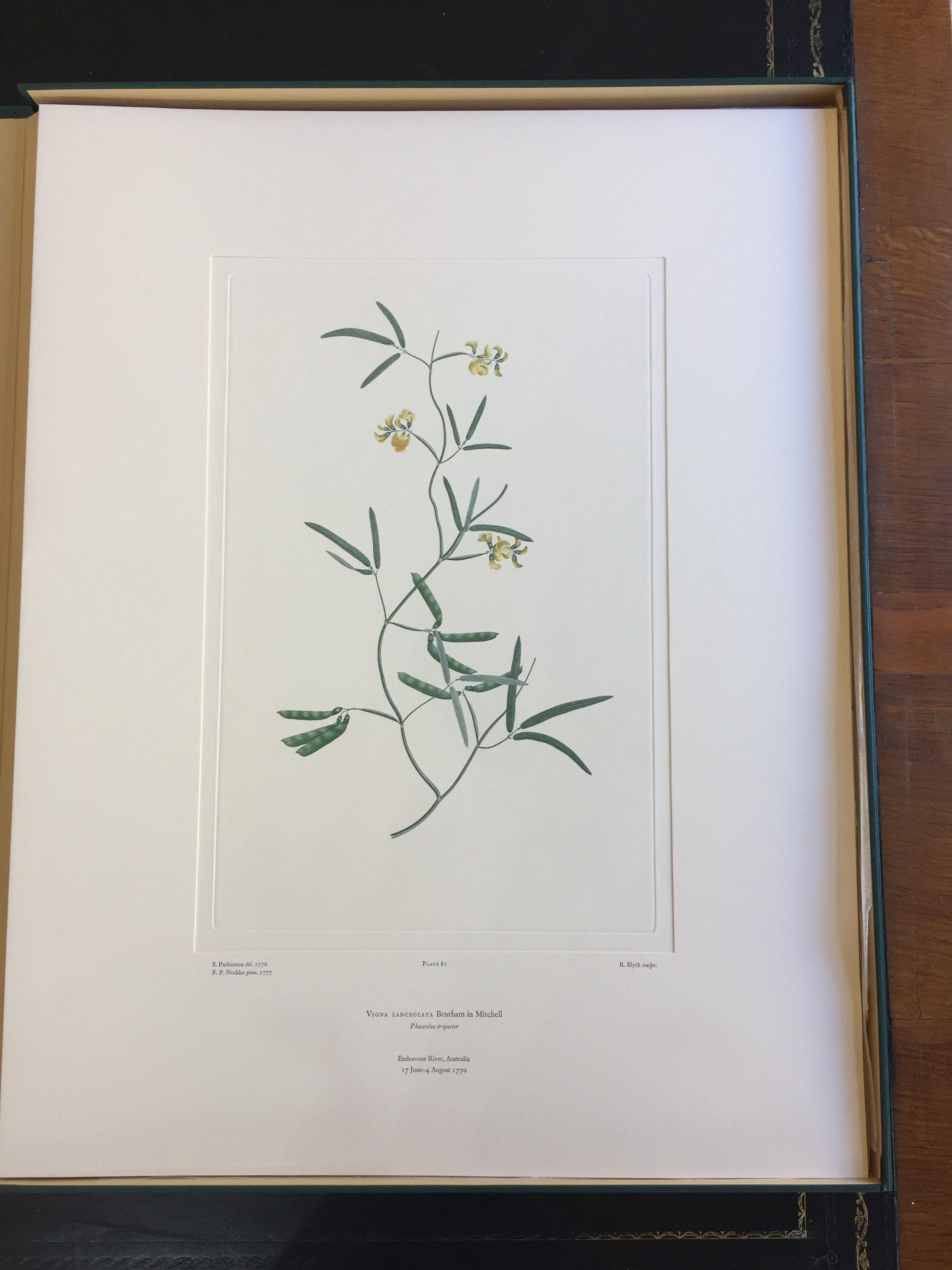 Banks' Florilegium Plate 81 VIGNA LANCEOLATA (LEGUMINOSAE)