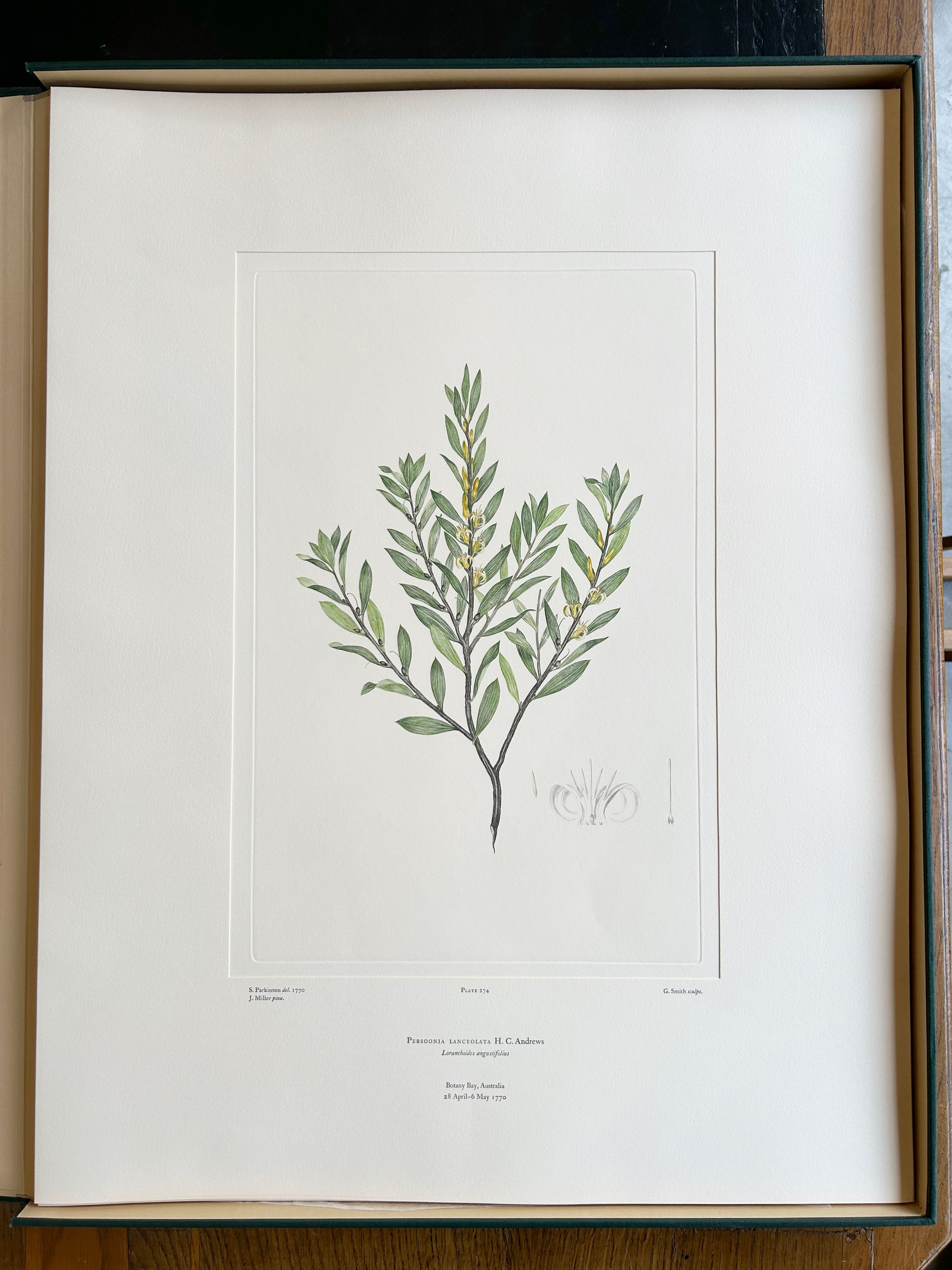 Banks’ Florilegium Plate 274 PERSOONIA LANCEOLATA (PROTEACEAE)