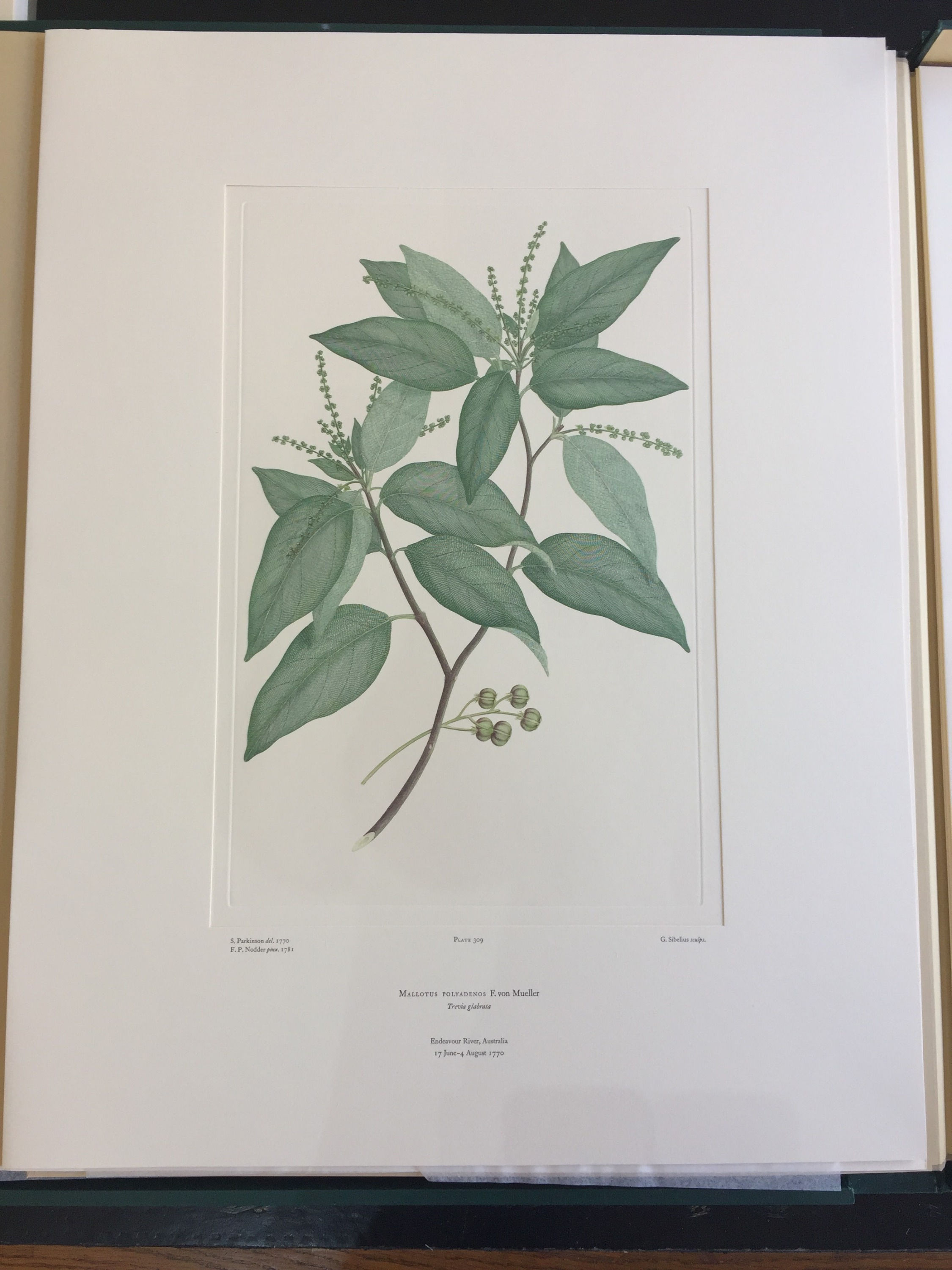 Banks' Florilegium Plate 309 MALLOTUS POLYADENOS (EUPHORBIACEAE)