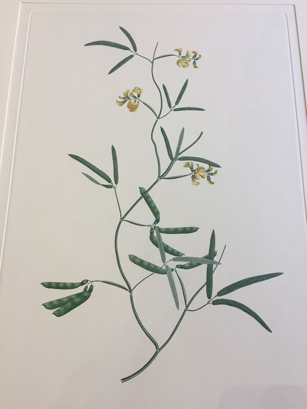 Thumbnail: Banks' Florilegium Plate 81 VIGNA LANCEOLATA (LEGUMINOSAE)