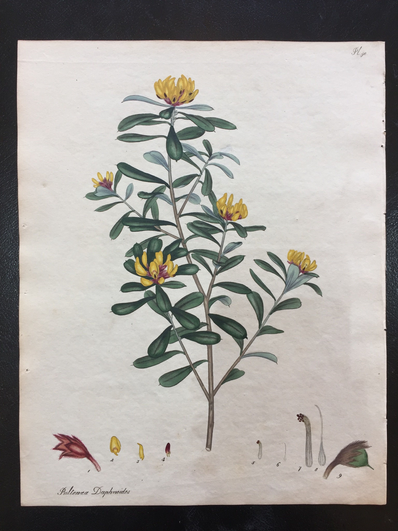 Botanist's Repository Plate XCVIII PULTENAEA DAPHNOIDES