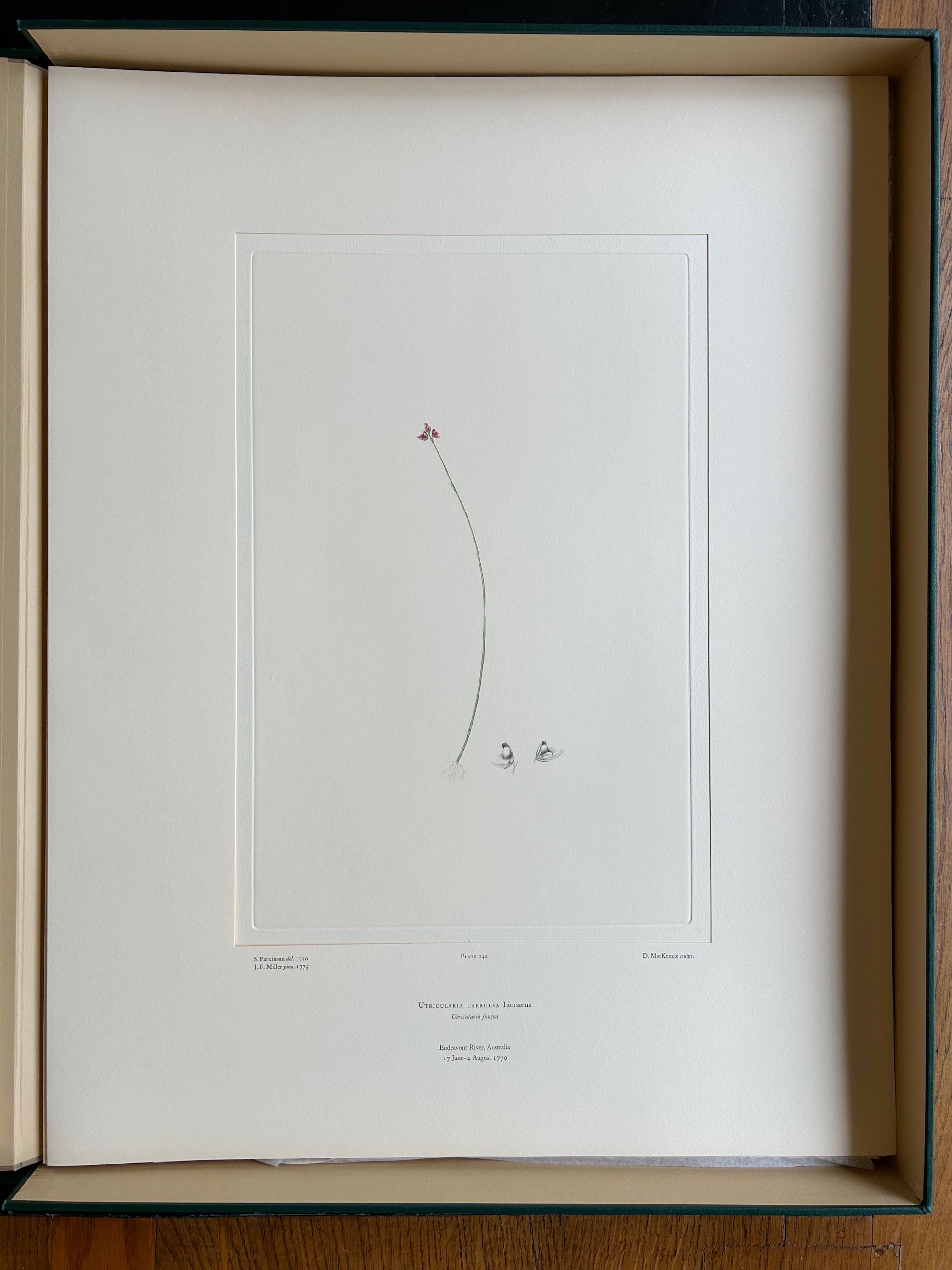 Banks’ Florilegium Plate 242 UTRICULARIA CAERULEA (LENTIBULARIACEAE)