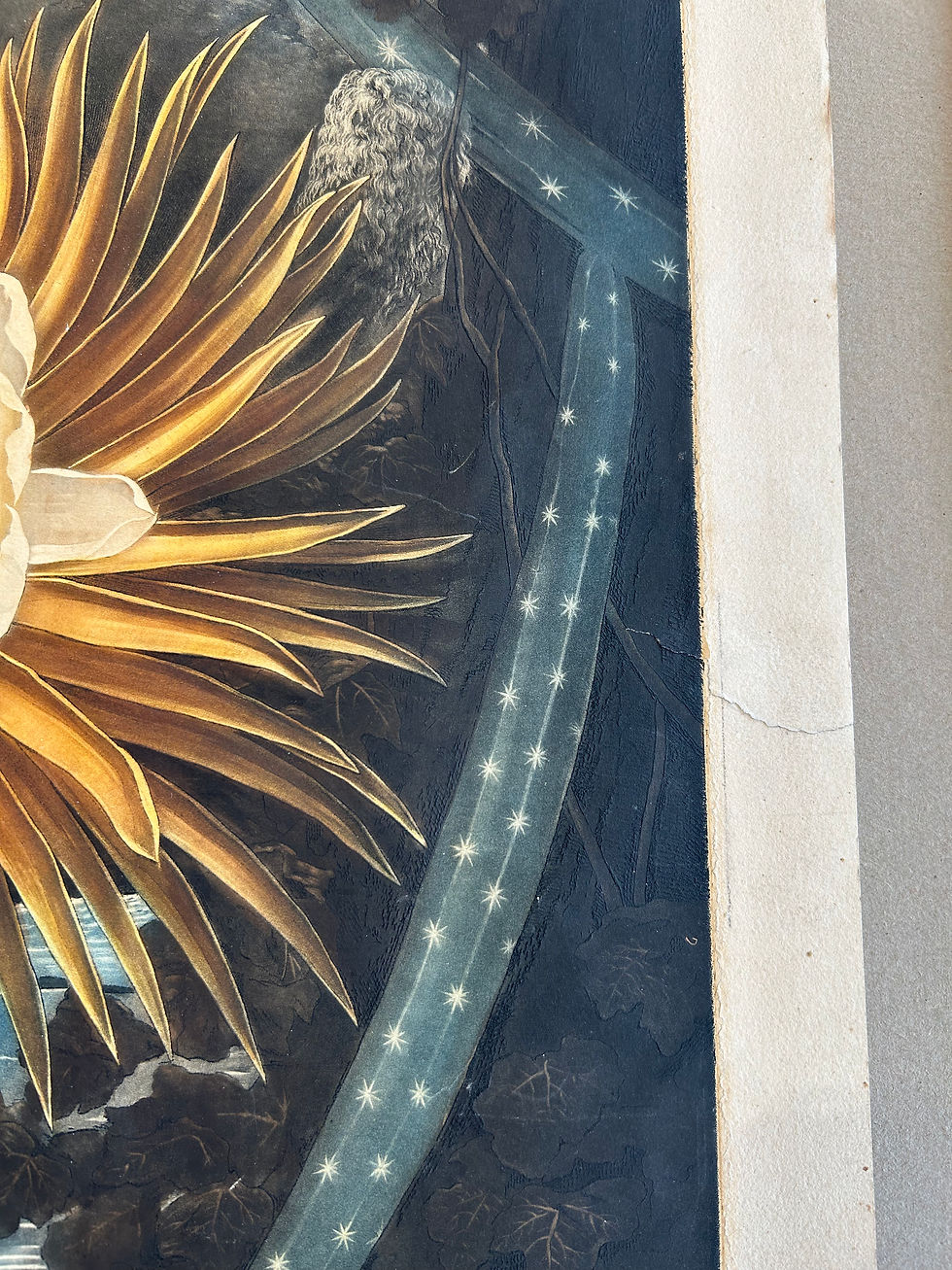 Thumbnail: Robert Thornton - The Night-Blowing Cereus (Cactus)