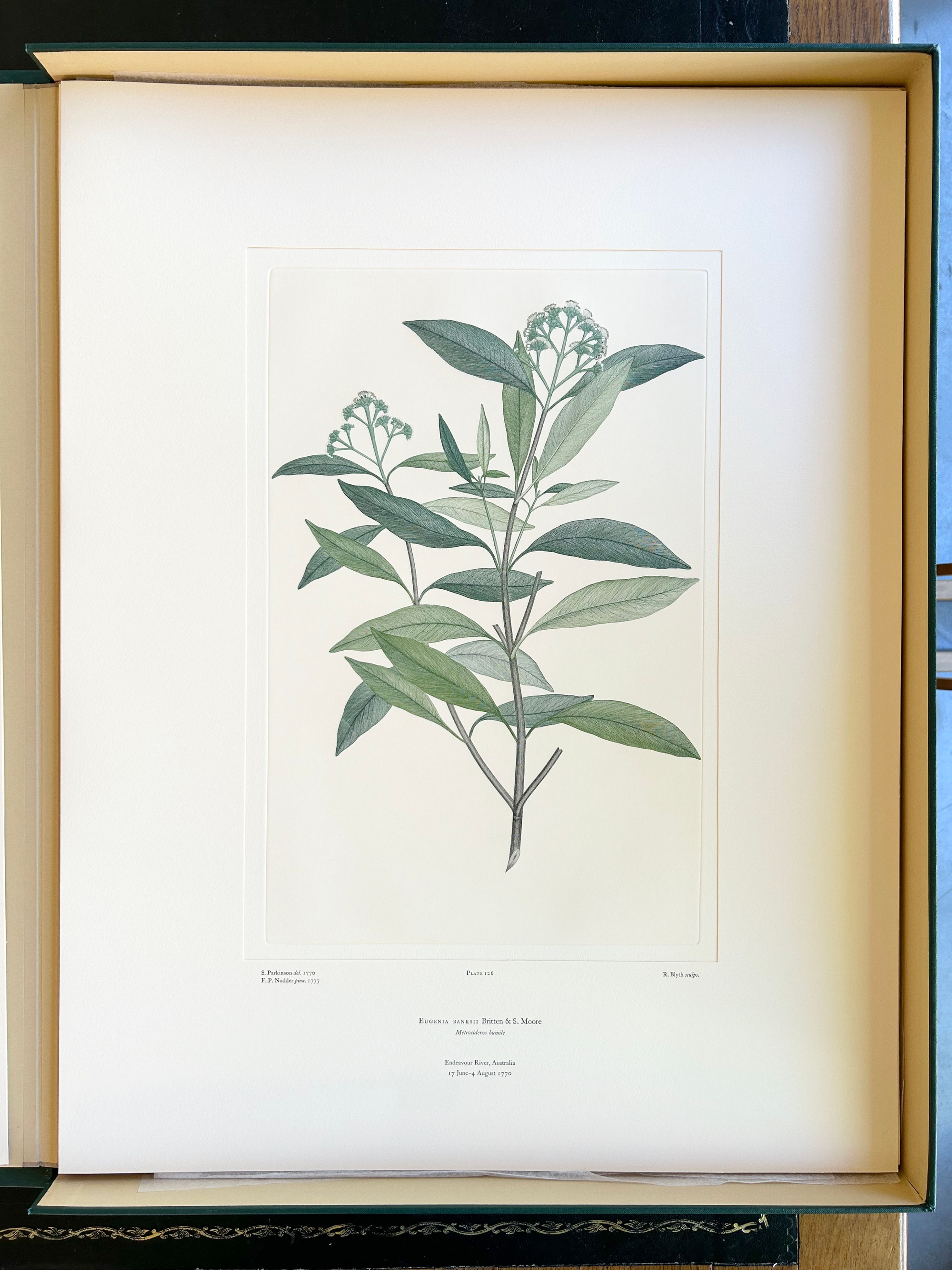 Banks' Florilegium Plate 126 EUGENIA BANKSII (MYRTACEAE)