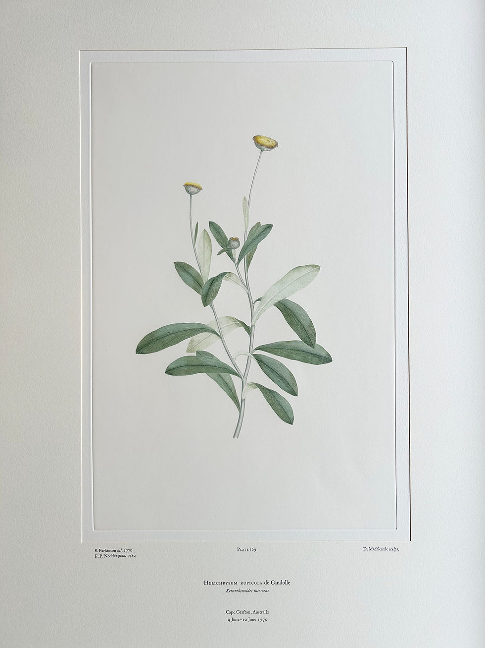 Thumbnail: Banks’ Florilegium Plate 169 HELICHRYSUM RUPICOLA (COMPOSITAE)