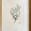 Thumbnail: Banks’ Florilegium Plate 281 HAKEA TERETIFOLIA (PROTEACEAE)