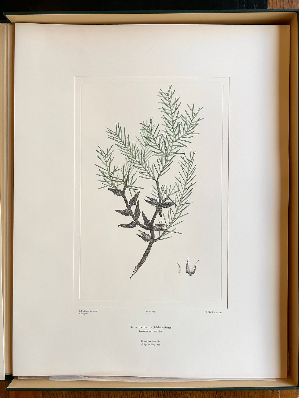 Banks’ Florilegium Plate 281 HAKEA TERETIFOLIA (PROTEACEAE)