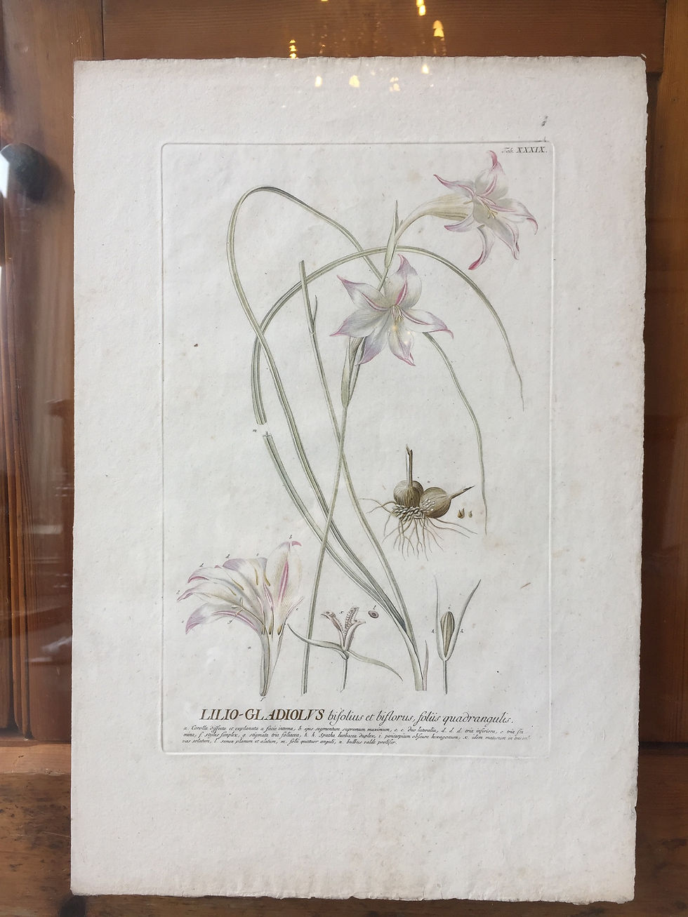 Lilio-gladiolus Tab 39