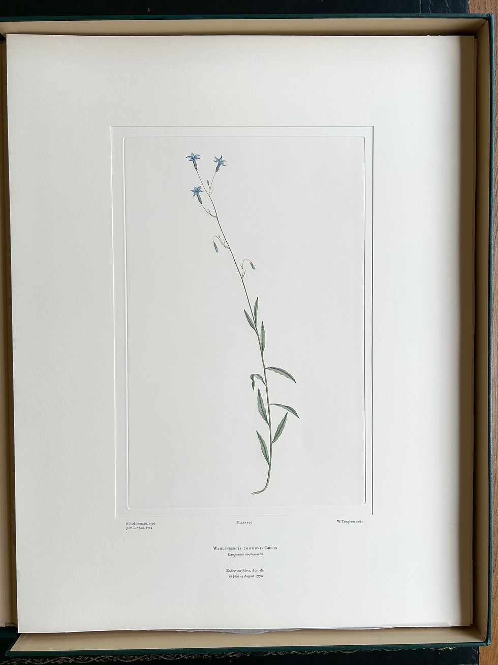 Banks' Florilegium Plate 190 WAHLENBERGIA COMMUNIS (CAMPANULACEAE)