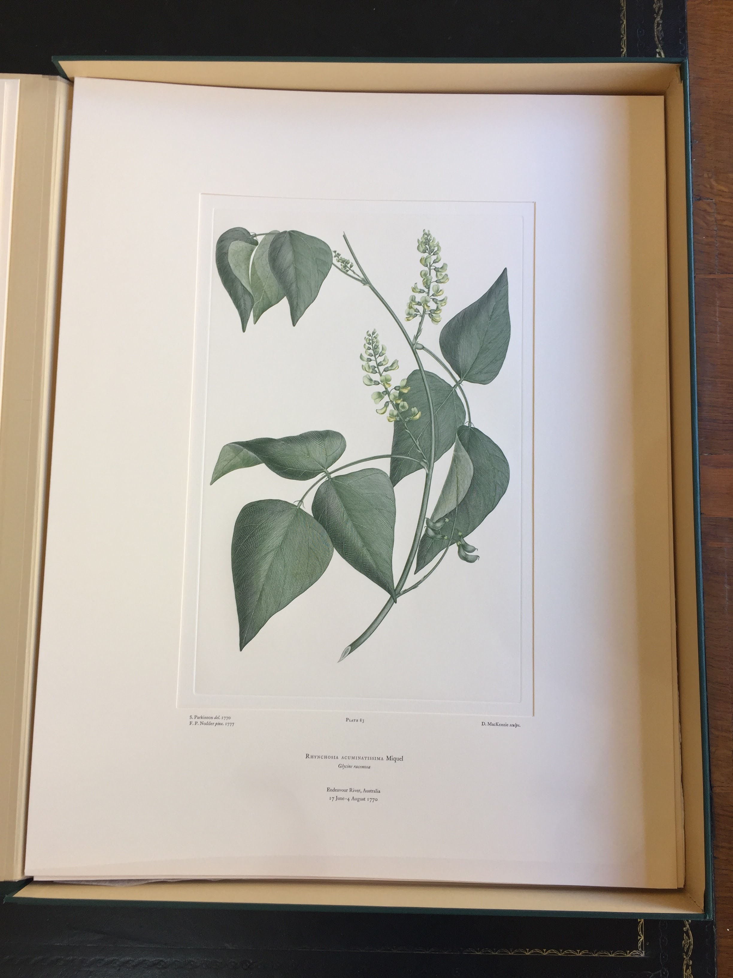 Banks’ Florilegium Plate 83 RHYNCHOSIA ACUMINATISSIMA (LEGUMINOSAE)