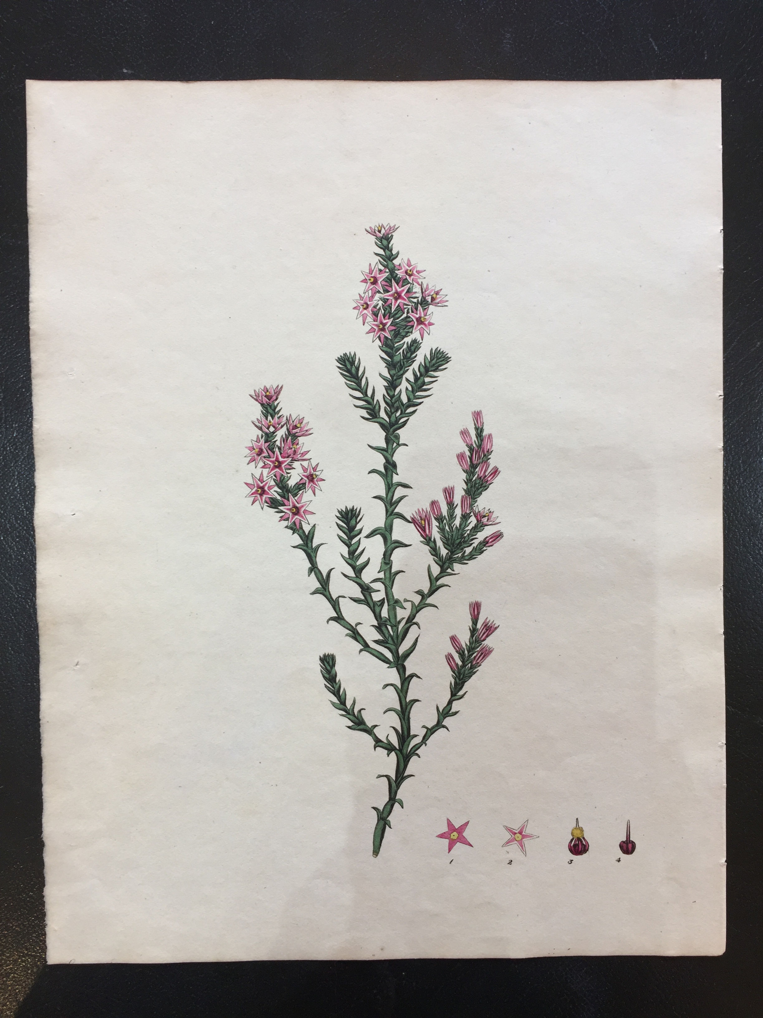 Springalia incarnata 