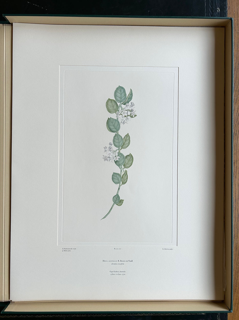 Banks’ Florilegium Plate 212 HOYA AUSTRALIS (ASCLEPIADACEAE)