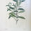 Thumbnail: Banks' Florilegium Plate 126 EUGENIA BANKSII (MYRTACEAE)