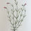 Thumbnail: Banks’ Florilegium Plate 229 LINDERNIA SUBULATA (SCROPHULARIACEAE)