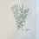 Thumbnail: Banks' Florilegium Plate 30 BORONIA PARVIFLORA (RUTACEAE)