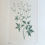 Thumbnail: Banks' Florilegium Plate 137 TRACHYMENE PROCUMBENS (UMBELLIFERAE)