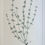 Thumbnail: Banks' Florilegium Plate 156 BORRERIA (RUBIACEAE)