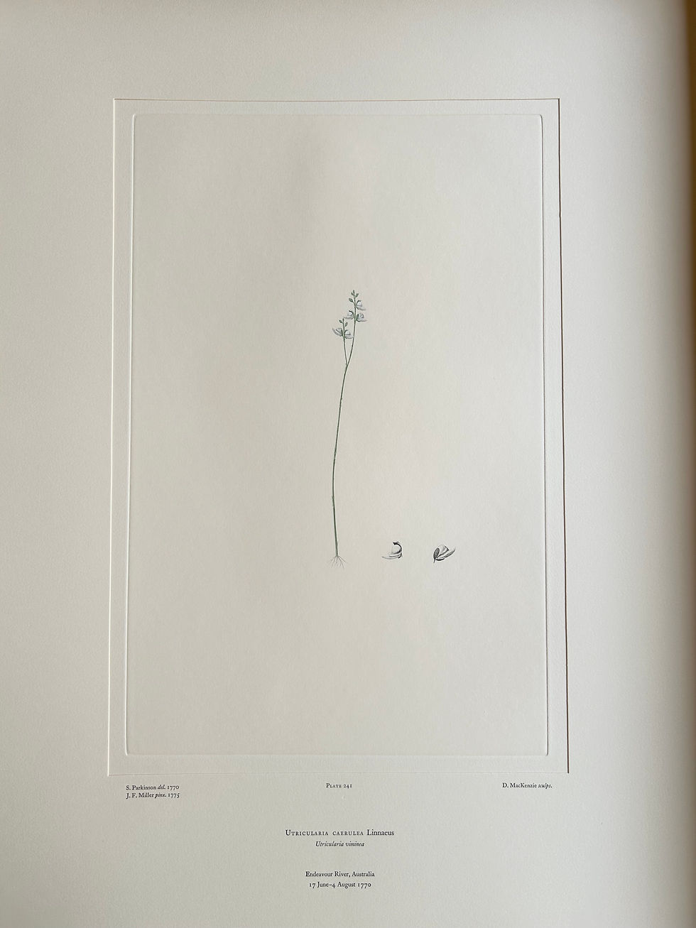 Thumbnail: Banks’ Florilegium Plate 241 UTRICULARIA CAERULEA (LENTIBULARIACEAE)