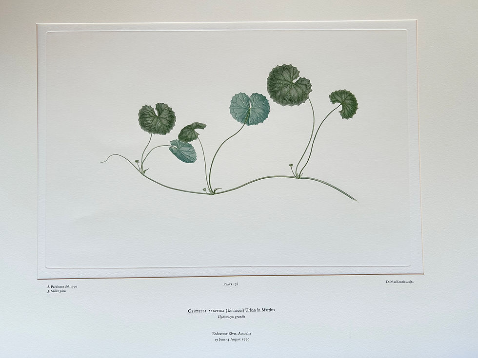 Thumbnail: Banks' Florilegium Plate 136 CENTELLA ASIATICA (UMBELLIFERAE)