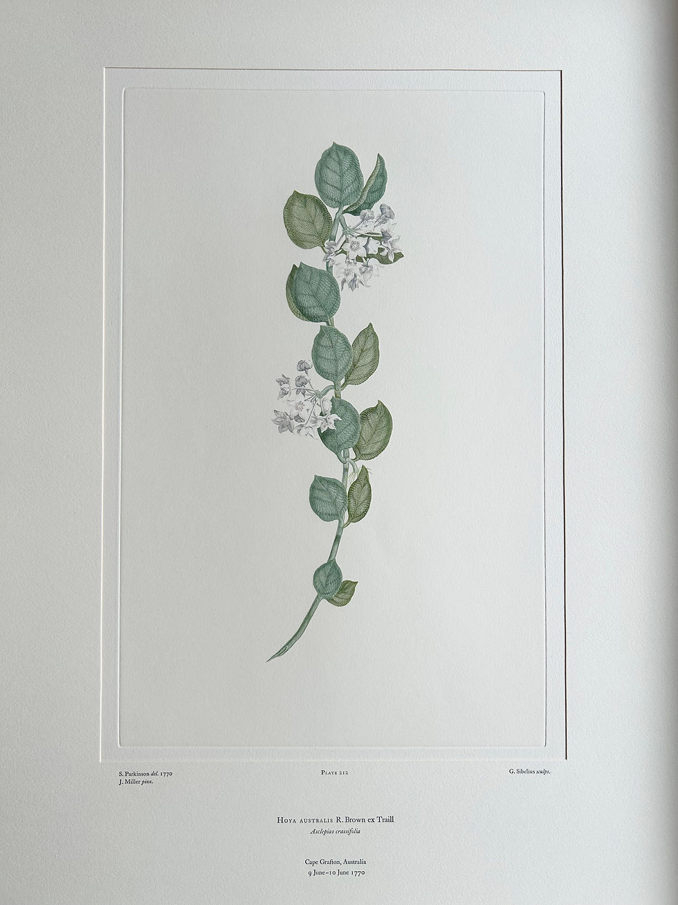 Thumbnail: Banks’ Florilegium Plate 212 HOYA AUSTRALIS (ASCLEPIADACEAE)