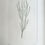 Thumbnail: Banks' Florilegium Plate 198 EPACRIS MICROPHYLLA (EPACRIDACEAE)