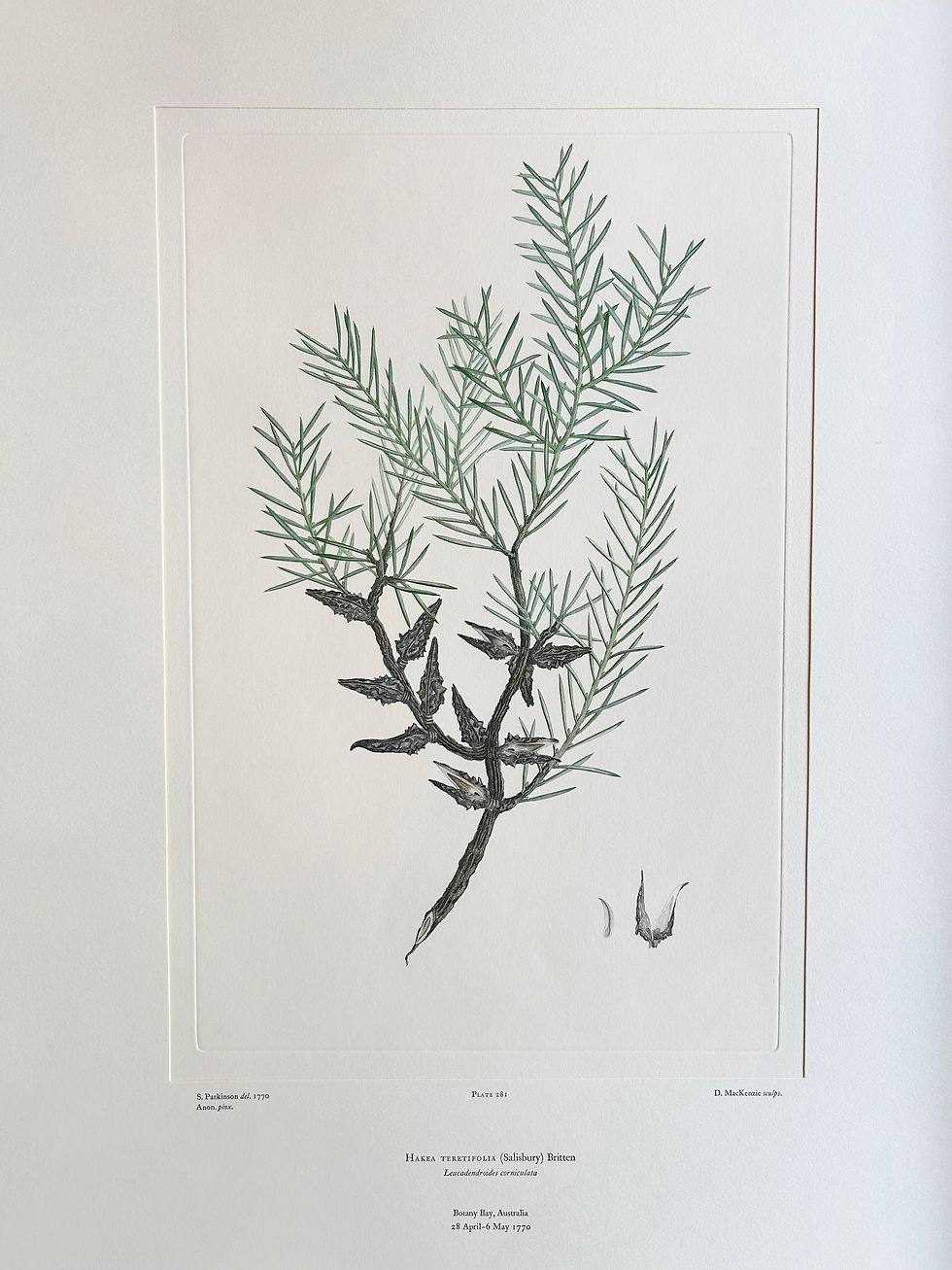 Thumbnail: Banks’ Florilegium Plate 281 HAKEA TERETIFOLIA (PROTEACEAE)