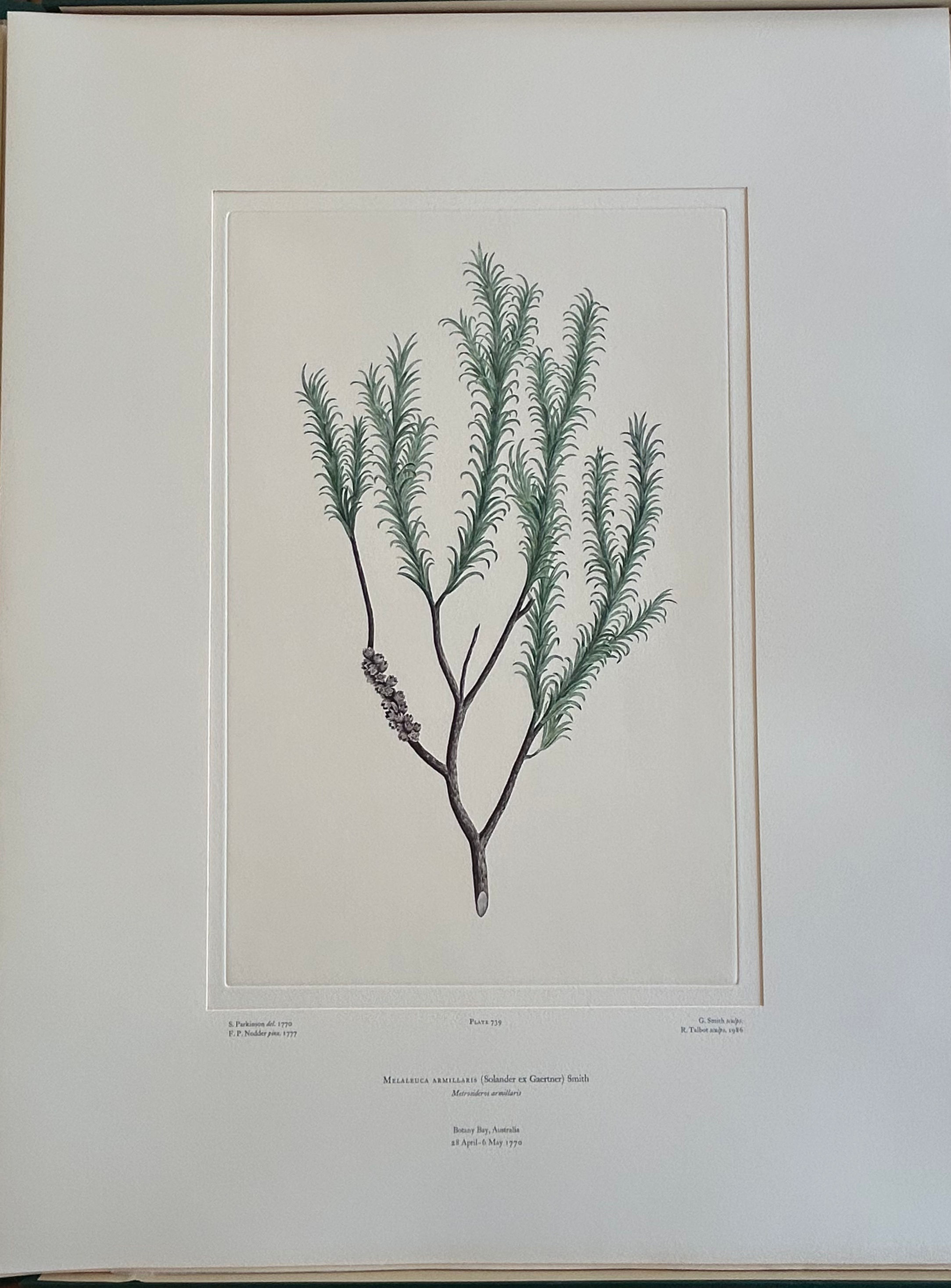 Banks’ Florilegium Plate 739 MELALEUCA ARMILLARIS (MYRTACEAE)