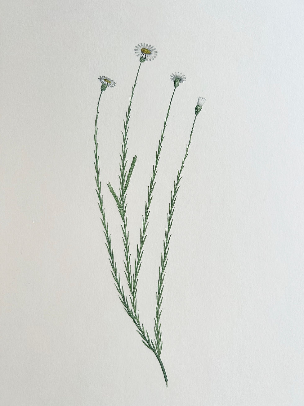 Thumbnail: Banks’ Florilegium Plate 158 VITTADINIA MACRORHIZA (COMPOSITAE)