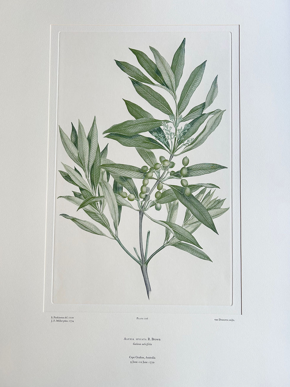 Thumbnail: Banks' Florilegium Plate 206 ALYXIA SPICATA (APOCYNACEAE)