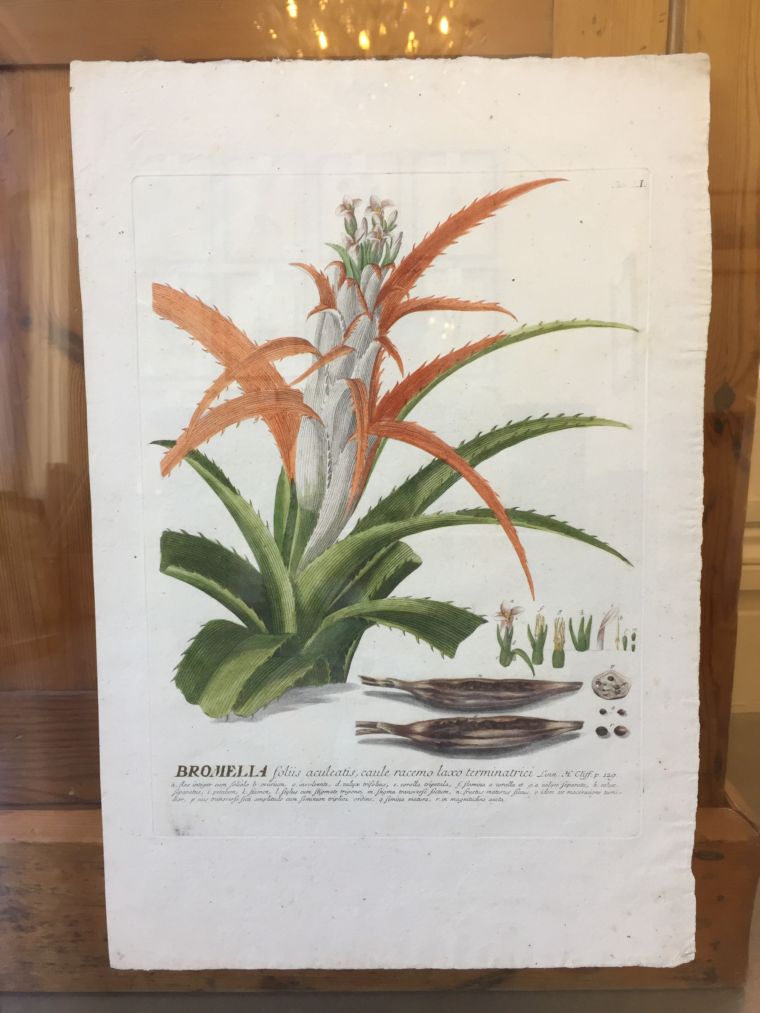 Bromelia (Bromeliad) Tab 51